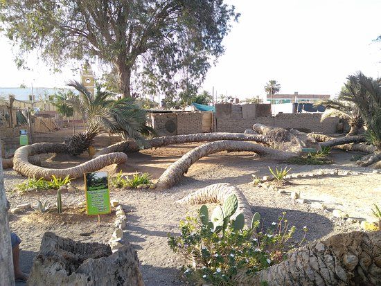 Palmera de Siete Cabezas